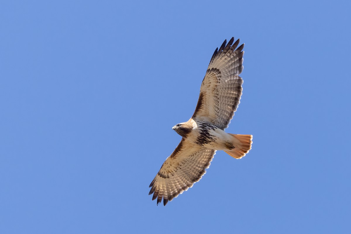 Red-tailed Hawk - ML560486781