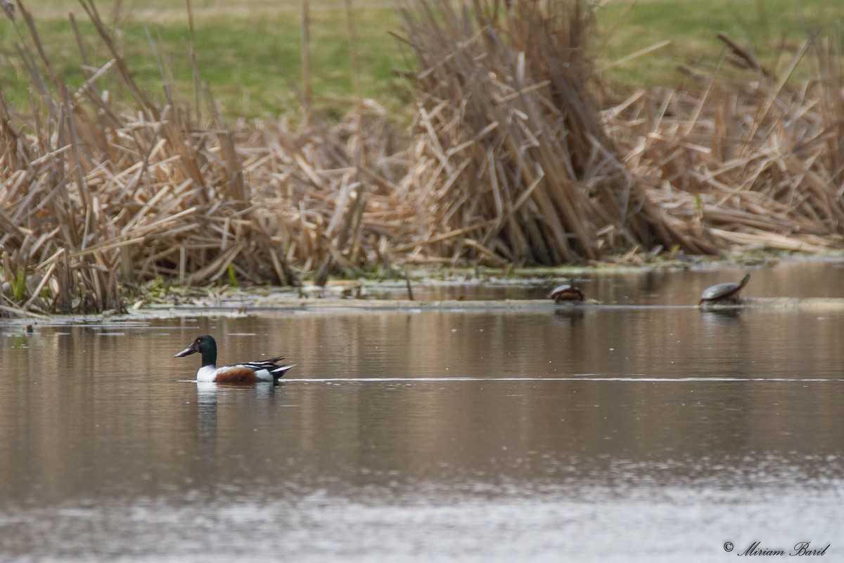 Northern Shoveler - ML56048741