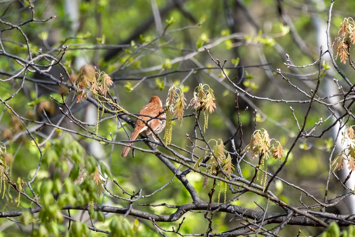 Brown Thrasher - ML560488301