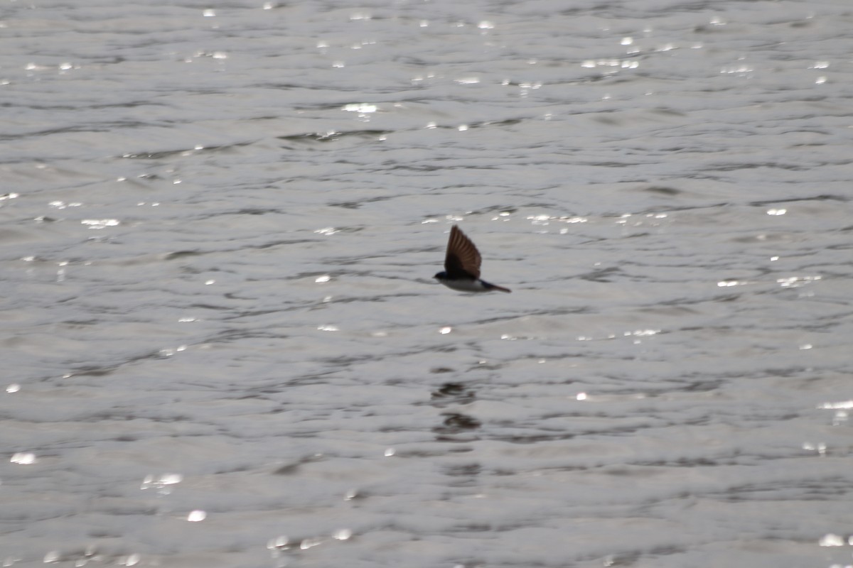 Tree Swallow - ML560488491