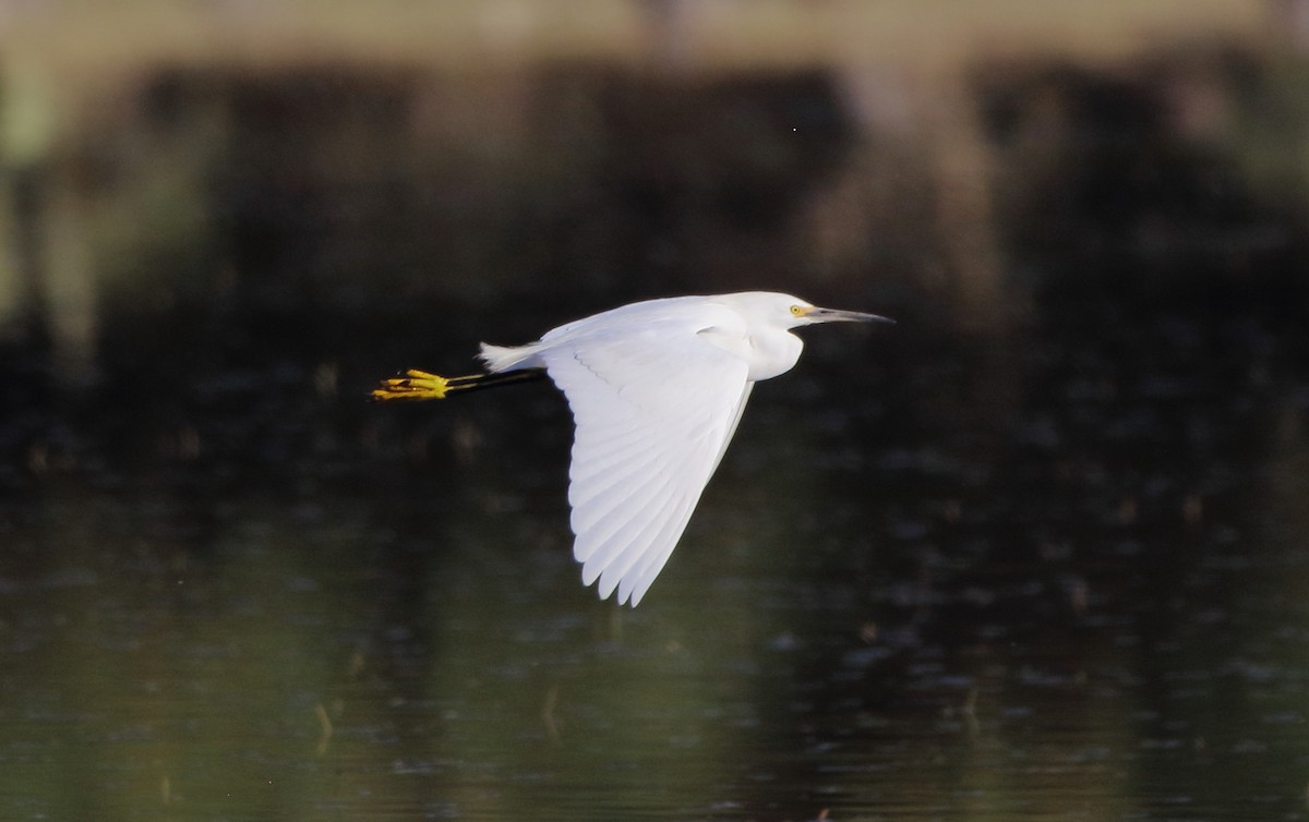 Snowy Egret - ML560489061