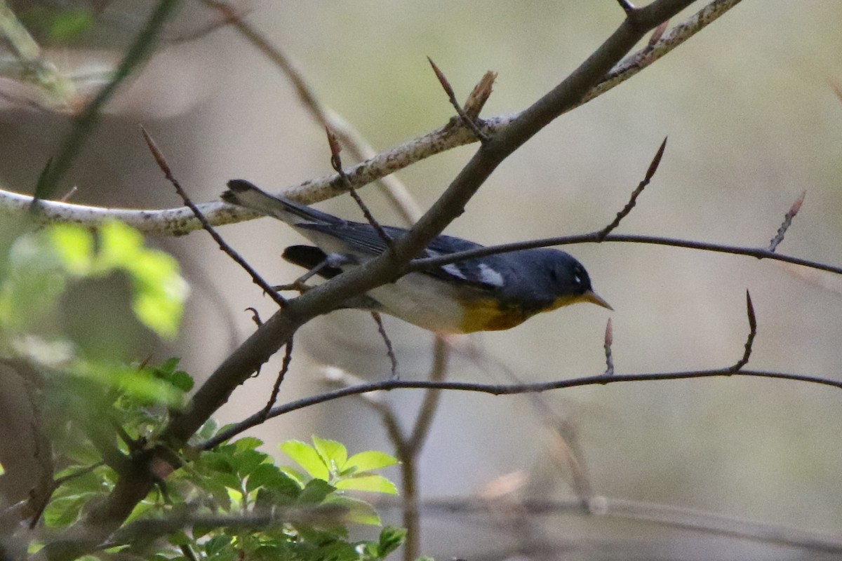 Northern Parula - ML560489411