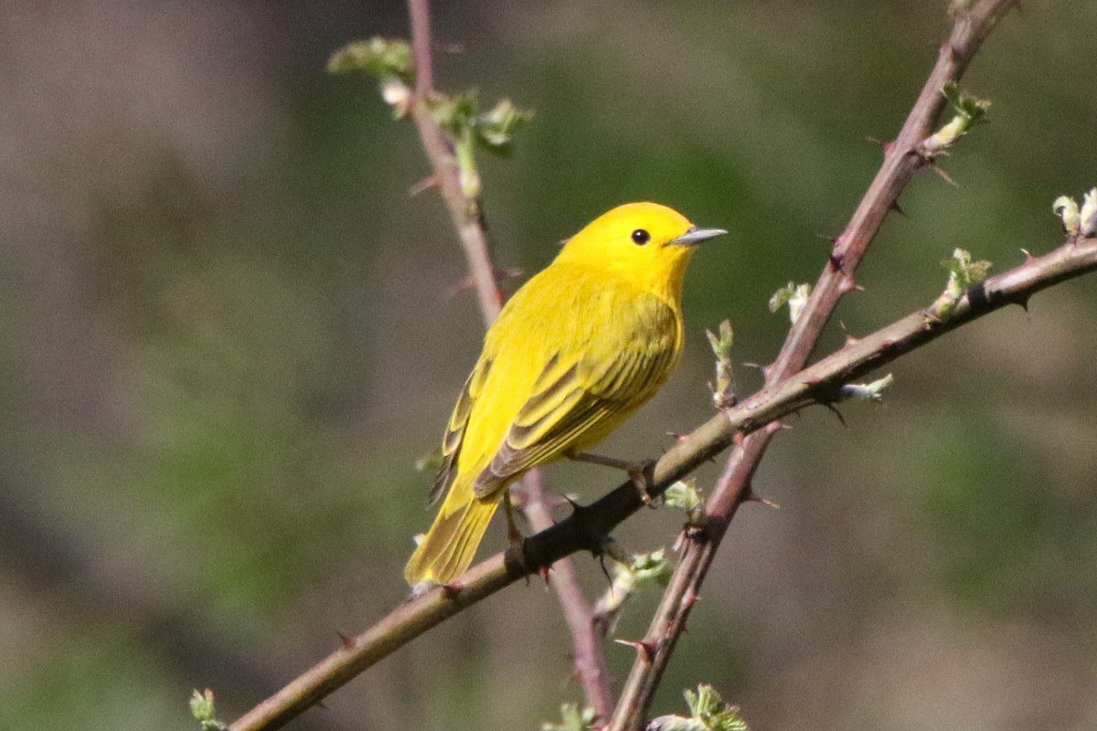 Yellow Warbler - ML560489541