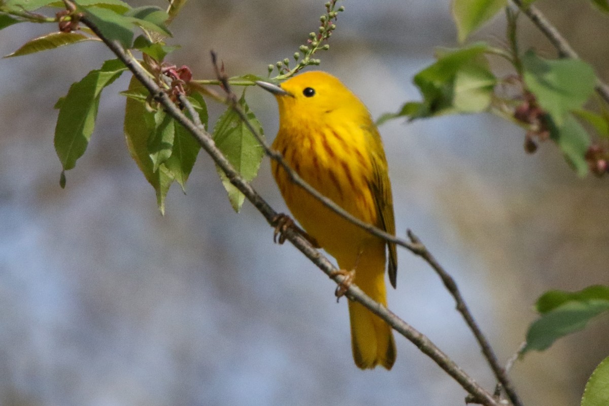 Yellow Warbler - ML560489551