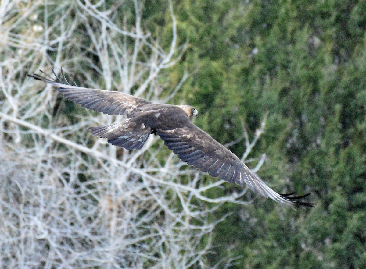 Aquila reale - ML560490391