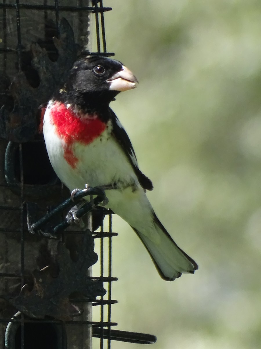 Rose-breasted Grosbeak - ML560490621