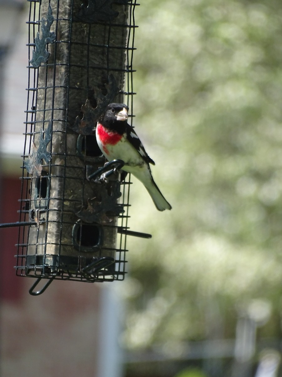 Rose-breasted Grosbeak - ML560490701