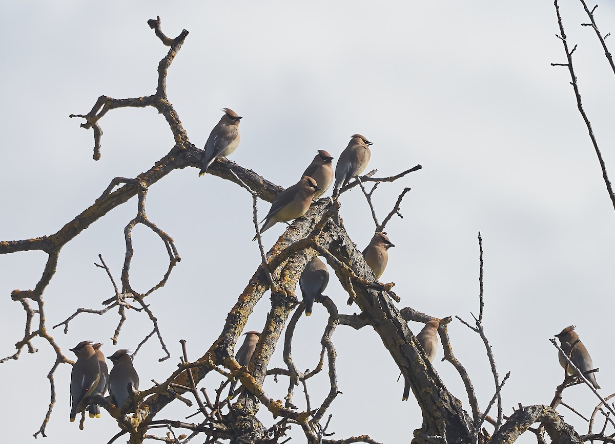 Cedar Waxwing - ML560491211