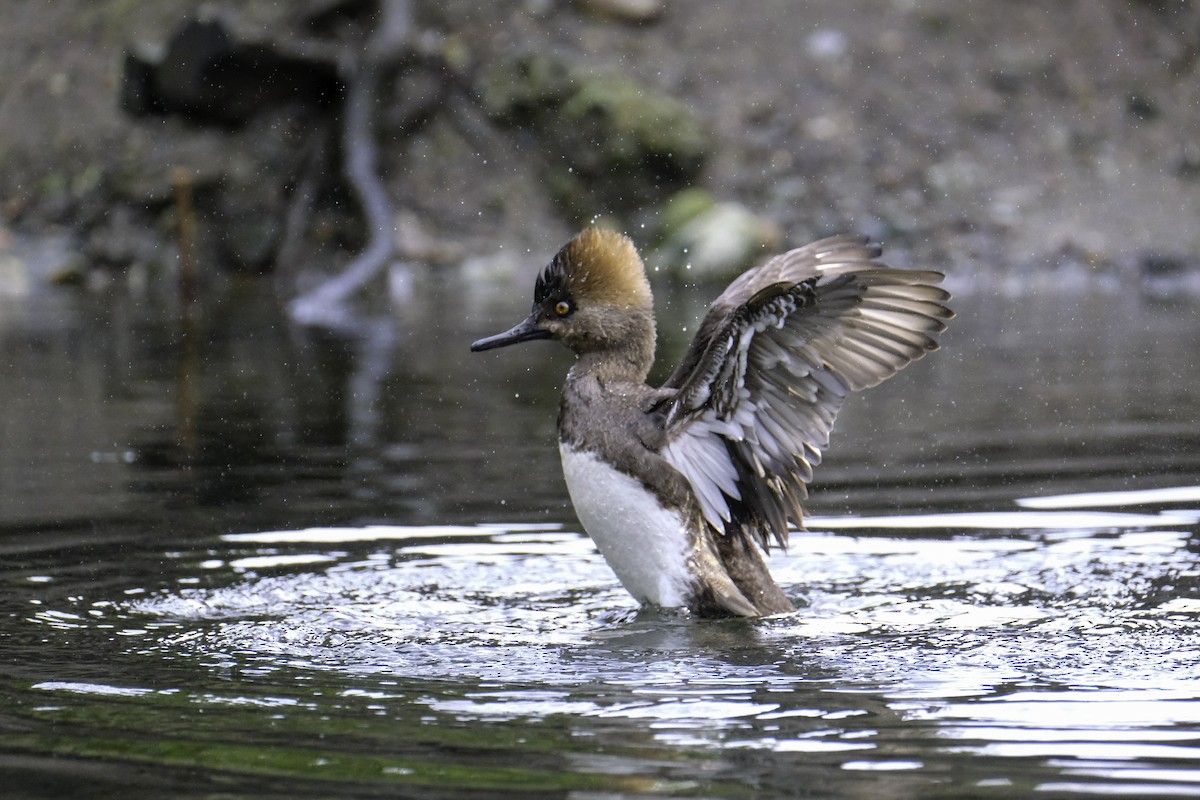 Hooded Merganser - ML560492401