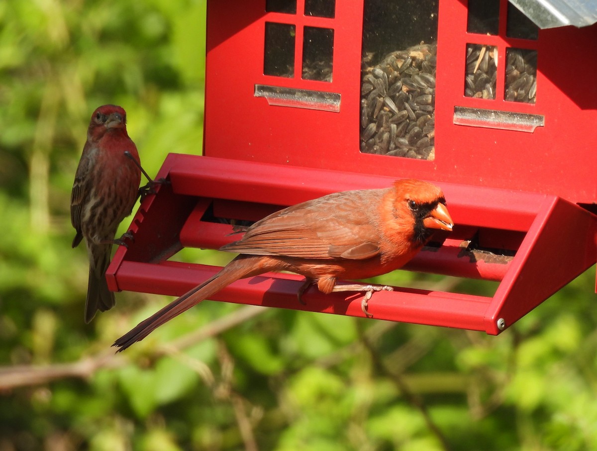 Northern Cardinal - Jennifer Wilson-Pines