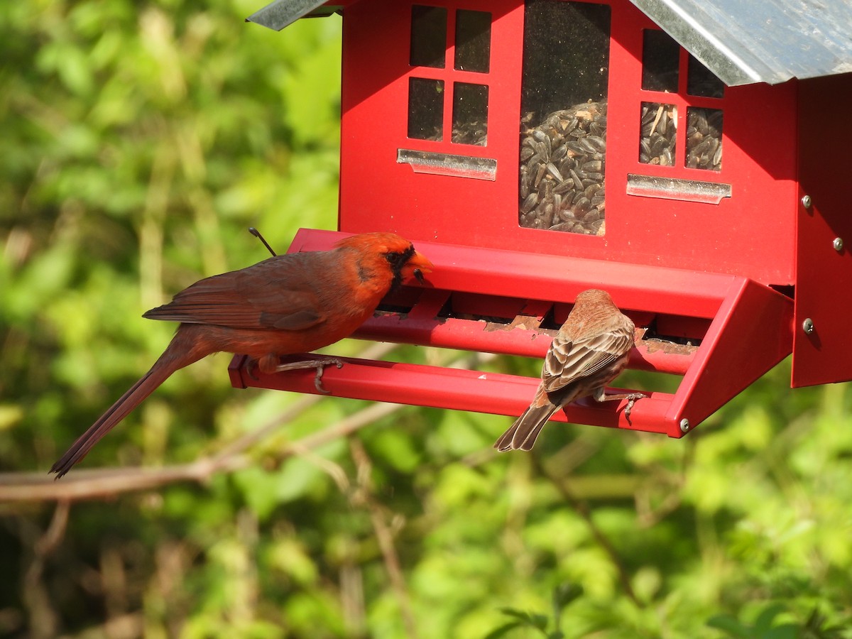 Cardinal rouge - ML560493041