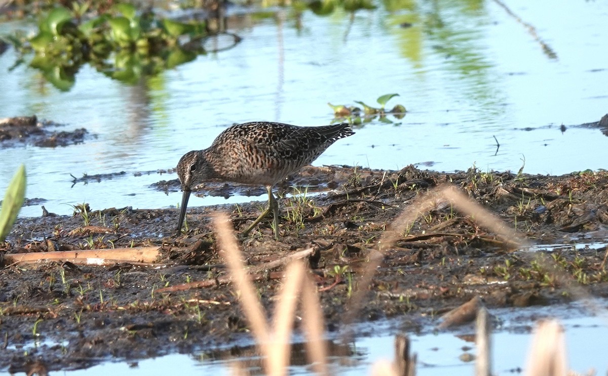 Long-billed Dowitcher - ML560493631