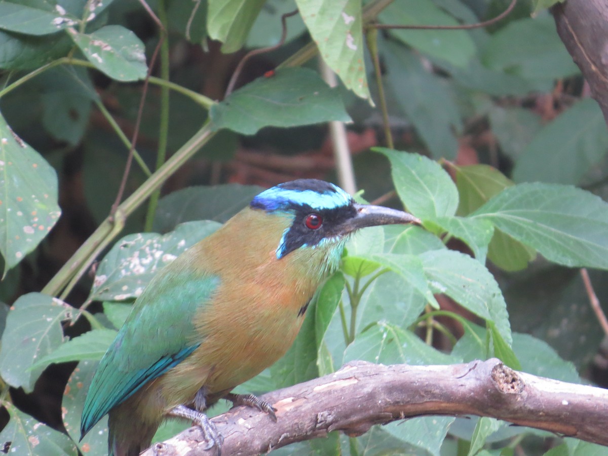 Lesson's Motmot - ML560493841