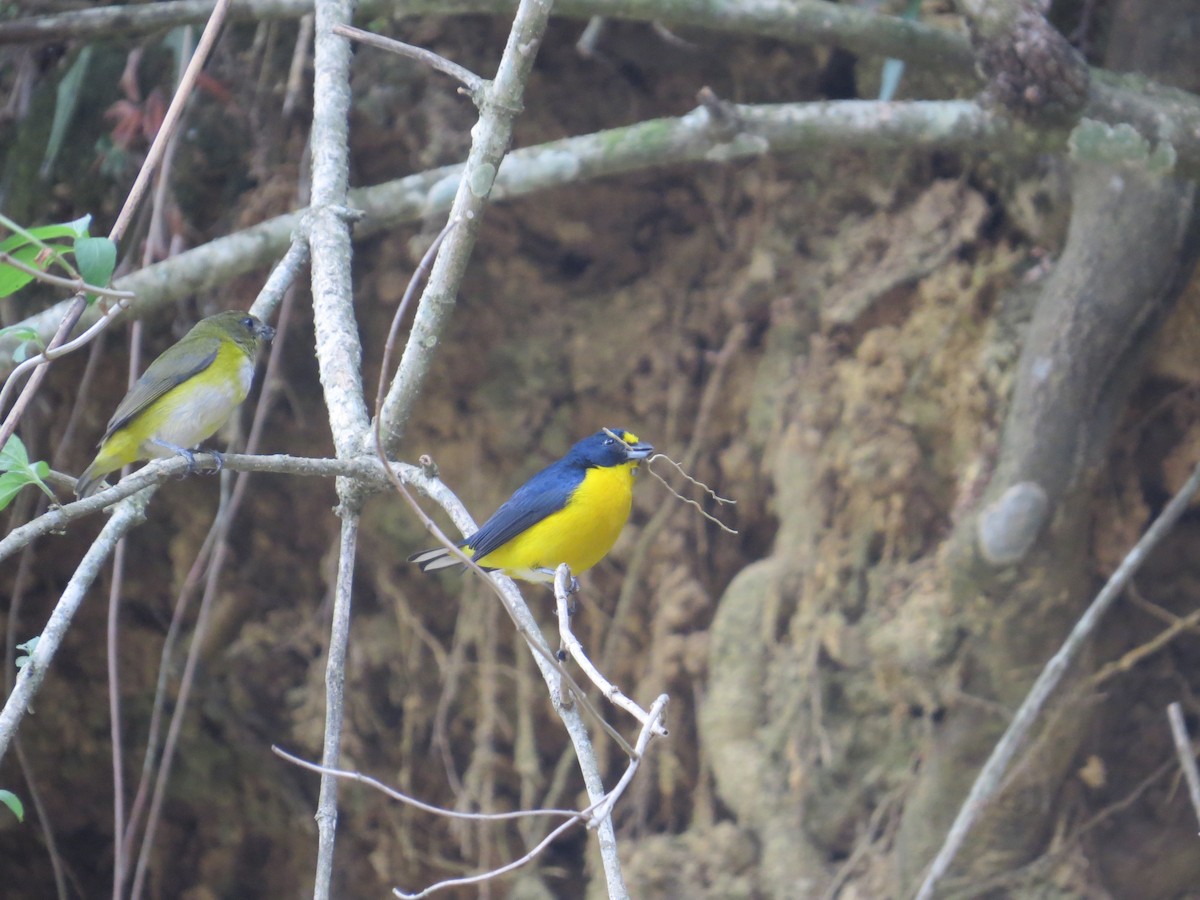 Yellow-throated Euphonia - ML560494211