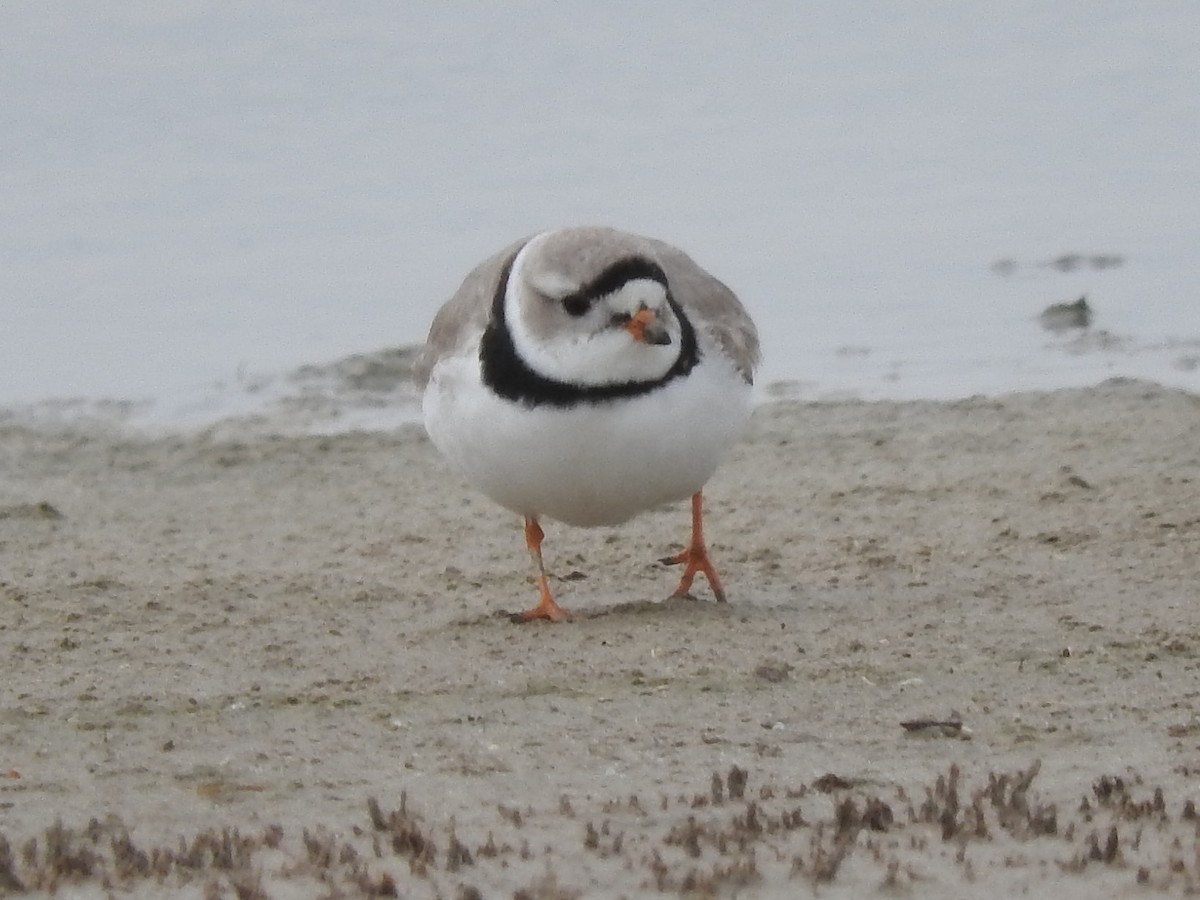 Piping Plover - Paul Suchanek