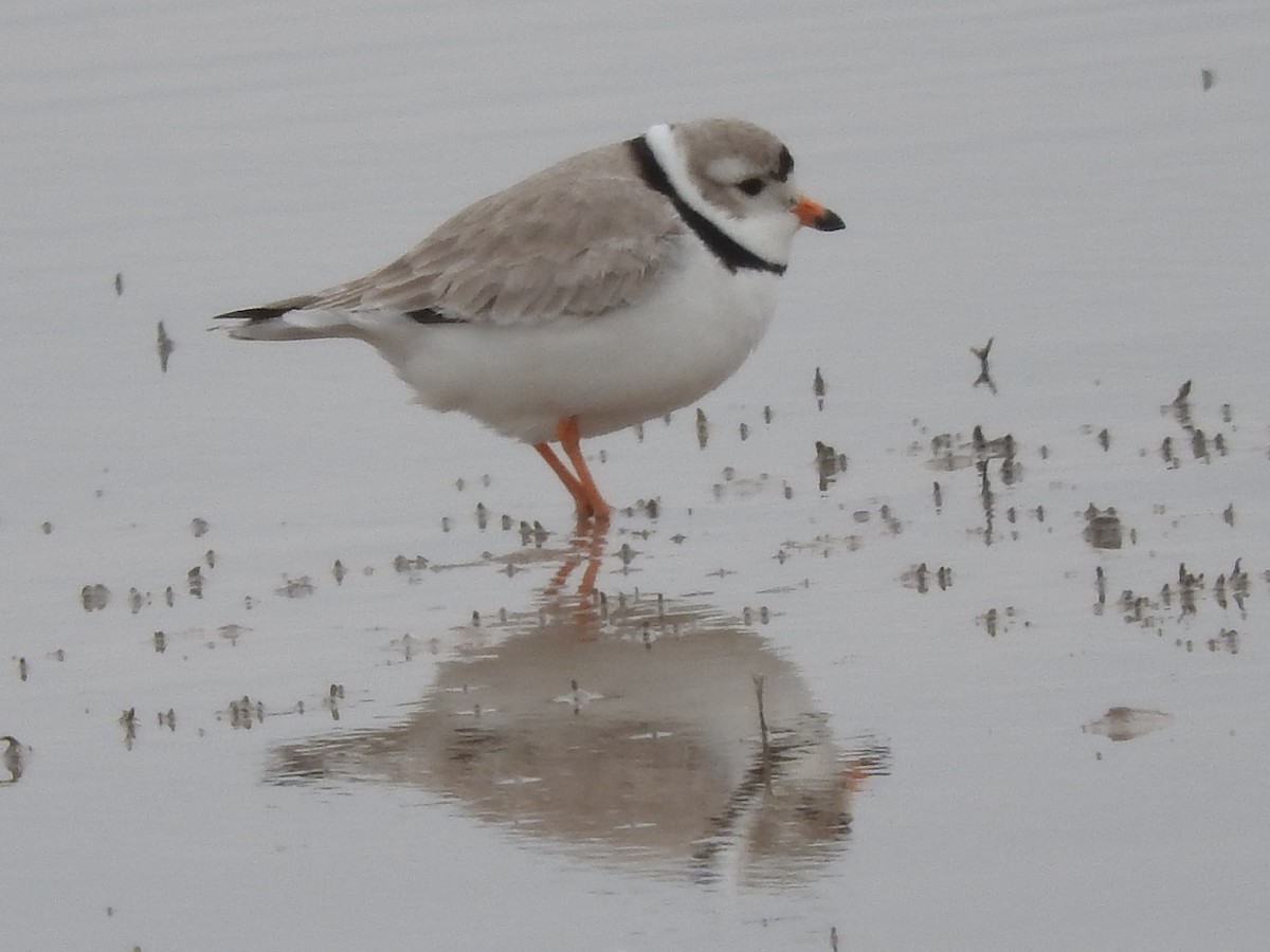 Piping Plover - Paul Suchanek