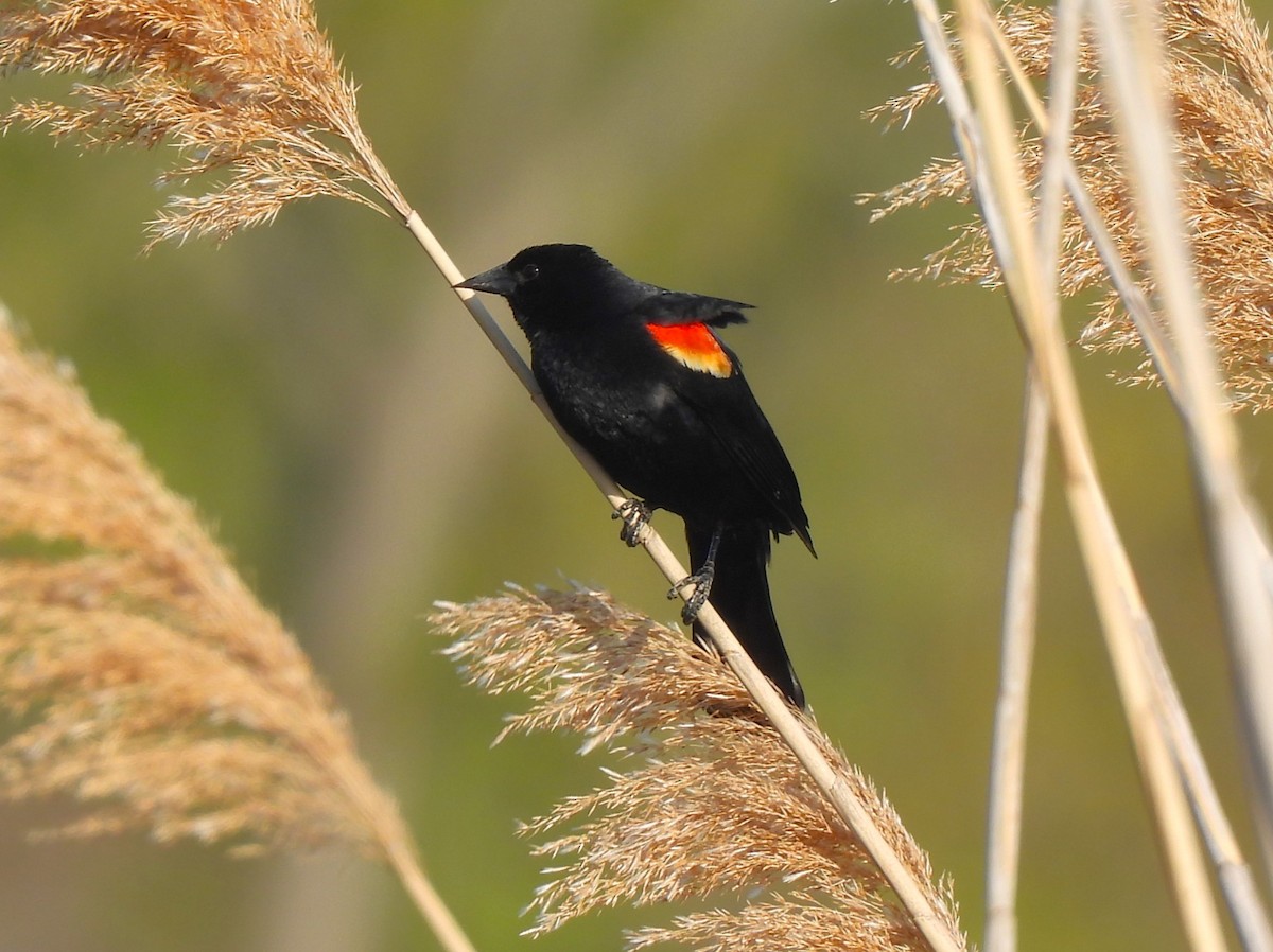 Red-winged Blackbird - ML560494491