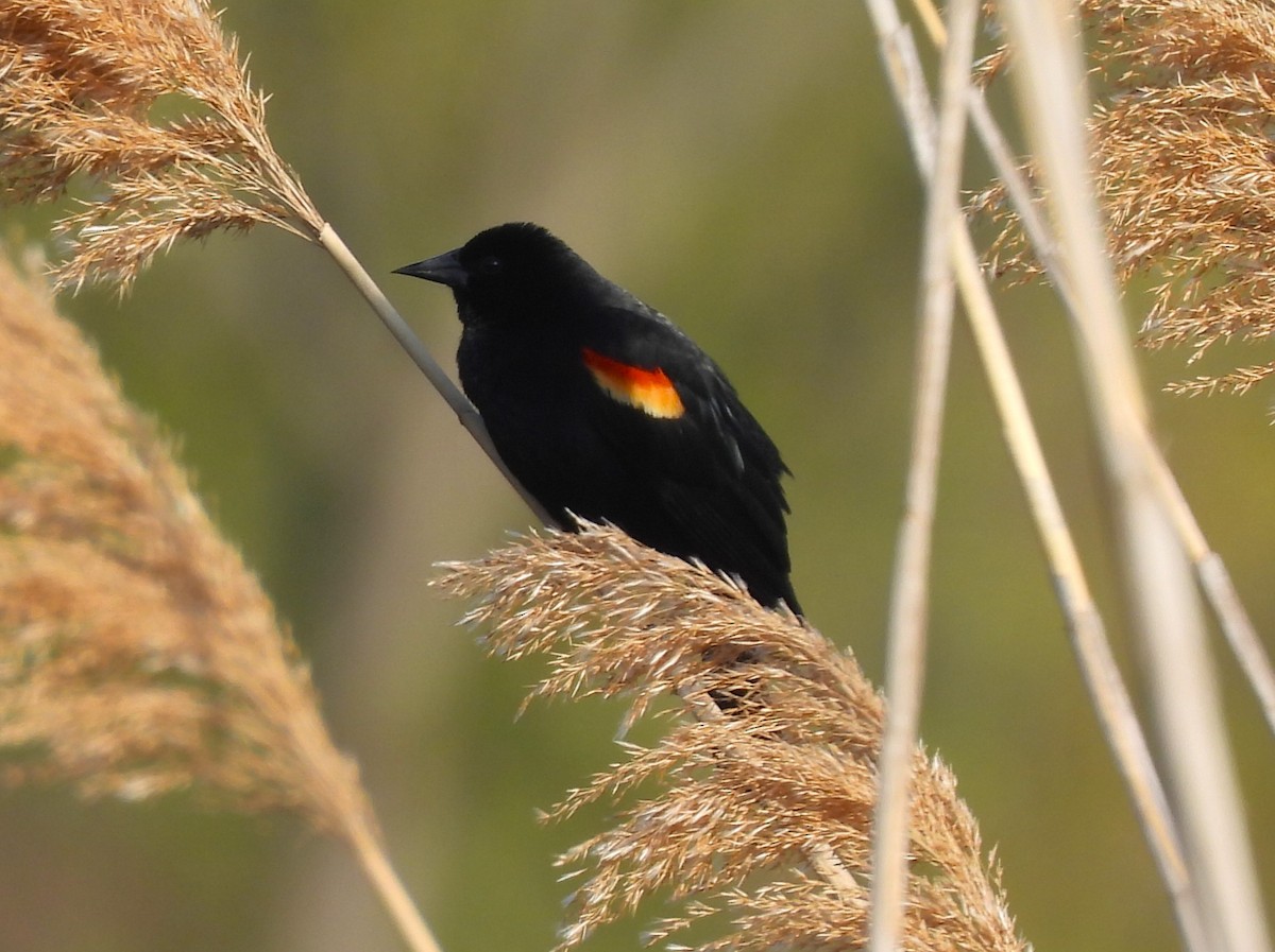 Red-winged Blackbird - Jennifer Wilson-Pines