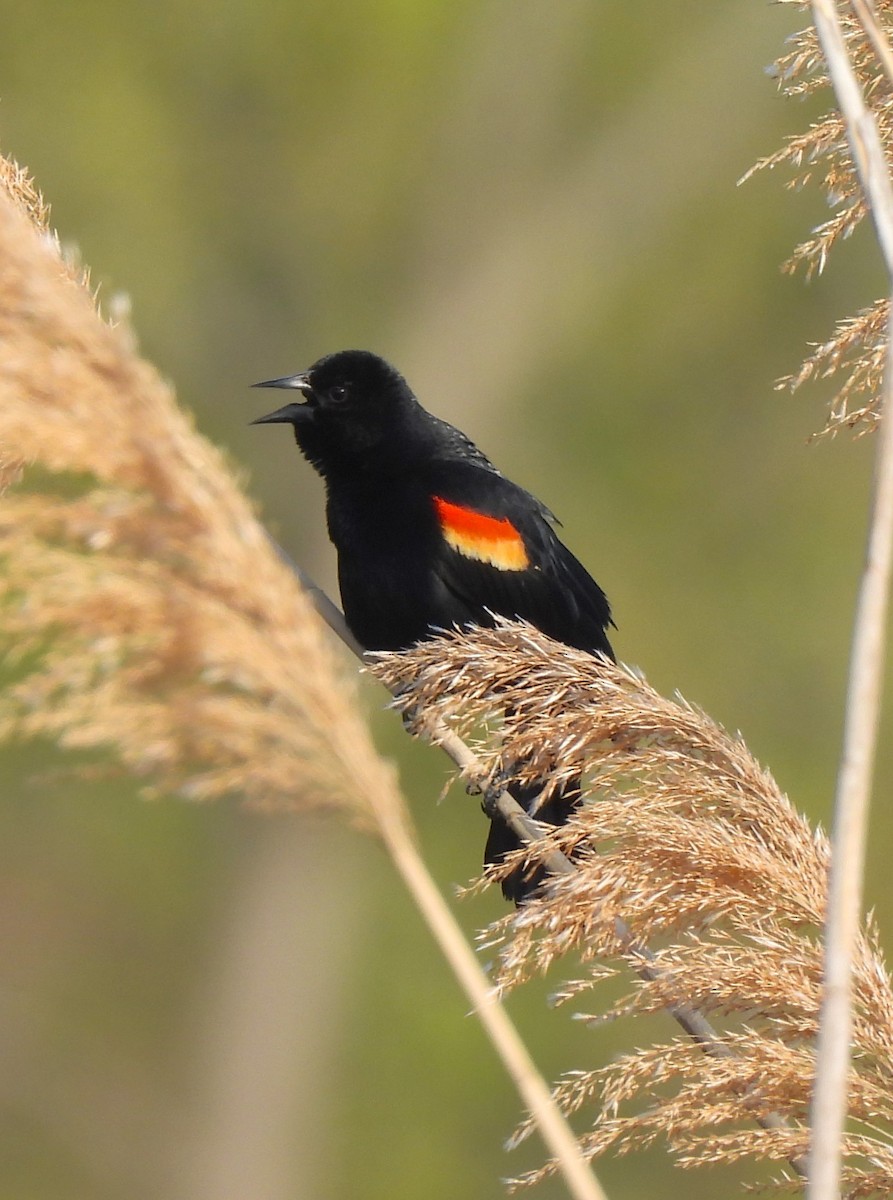Red-winged Blackbird - ML560494511