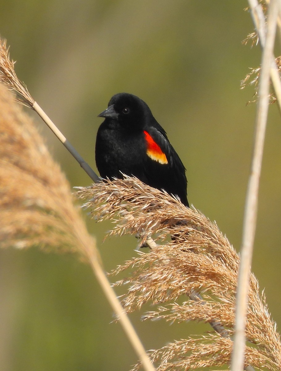 Red-winged Blackbird - ML560494531