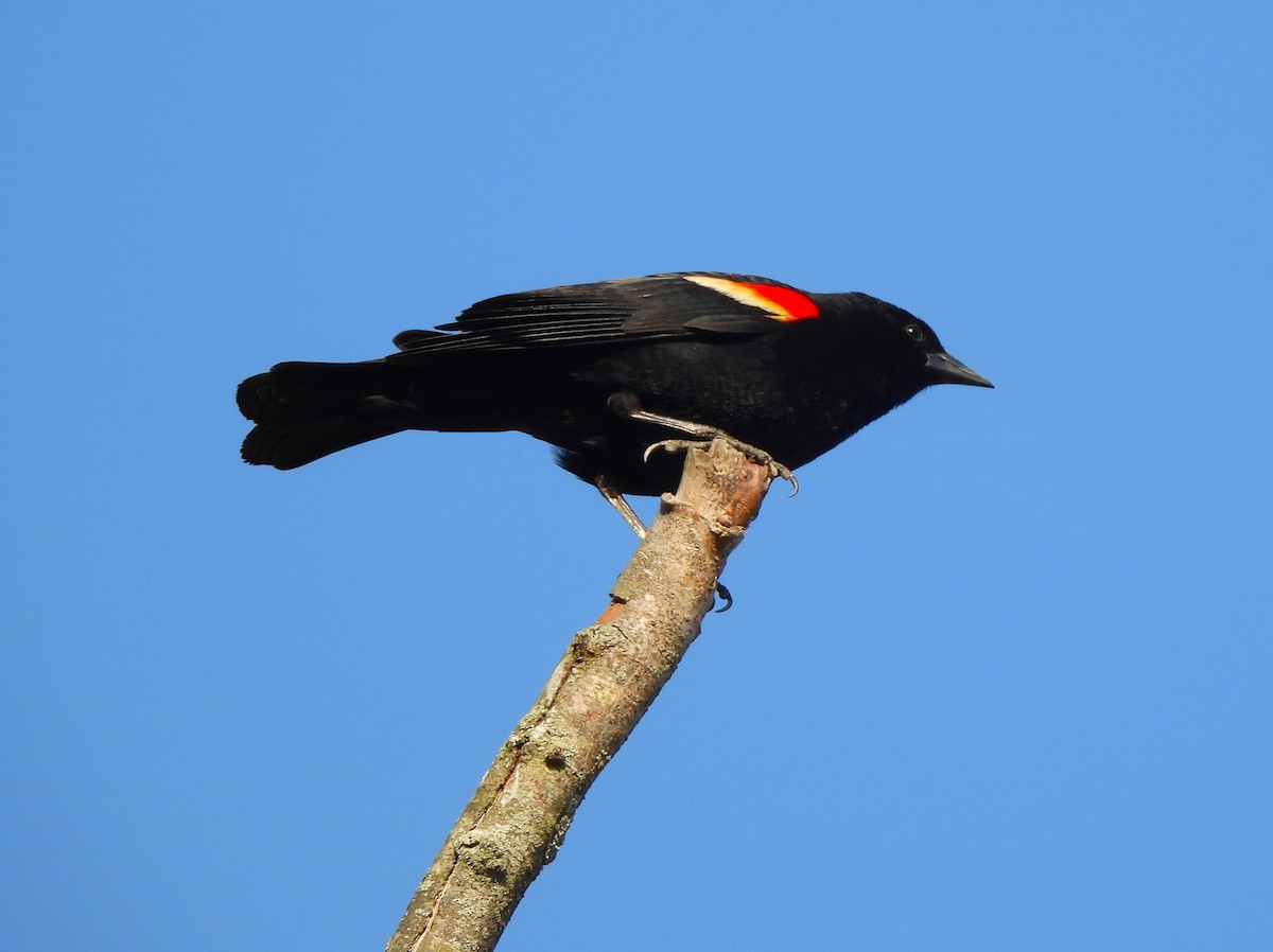 Red-winged Blackbird - ML560494551