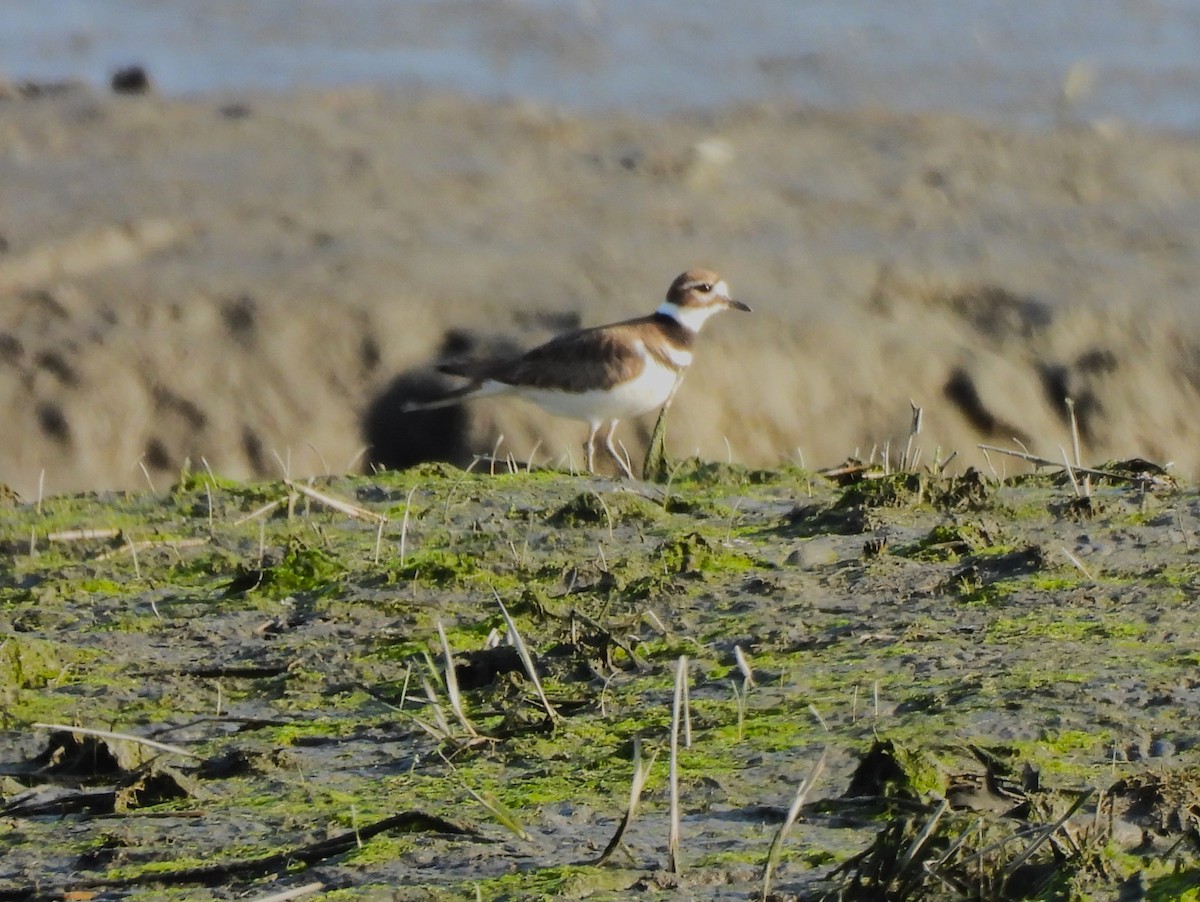 Killdeer - ML560494711