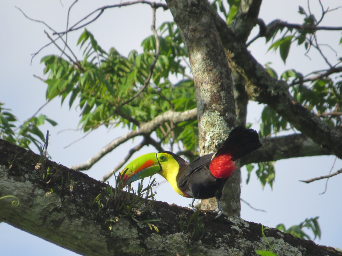 Keel-billed Toucan - ML560494871