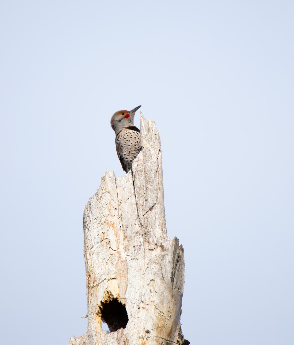 Northern Flicker - ML560495201