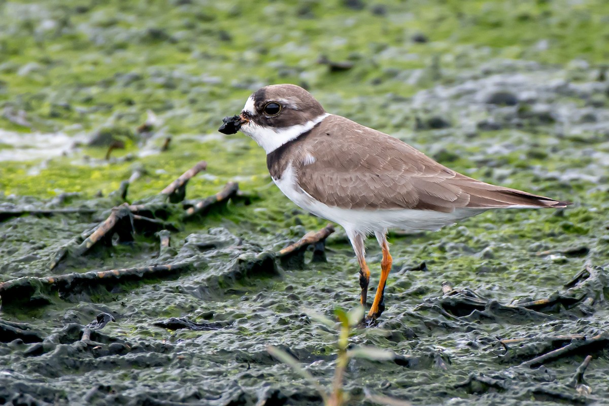 Semipalmated Plover - James Corgill