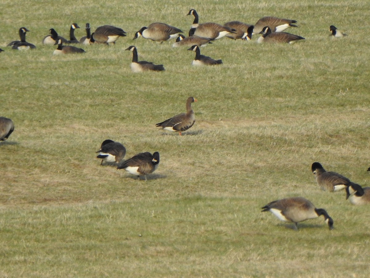 Greater White-fronted Goose - ML560496141