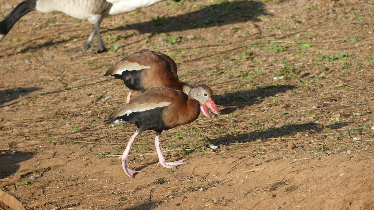 Black-bellied Whistling-Duck - ML560496261