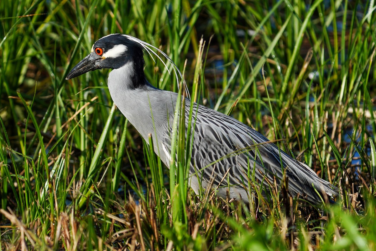 Yellow-crowned Night Heron - ML560496301