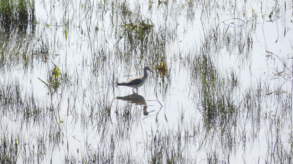 Greater Yellowlegs - ML560497241