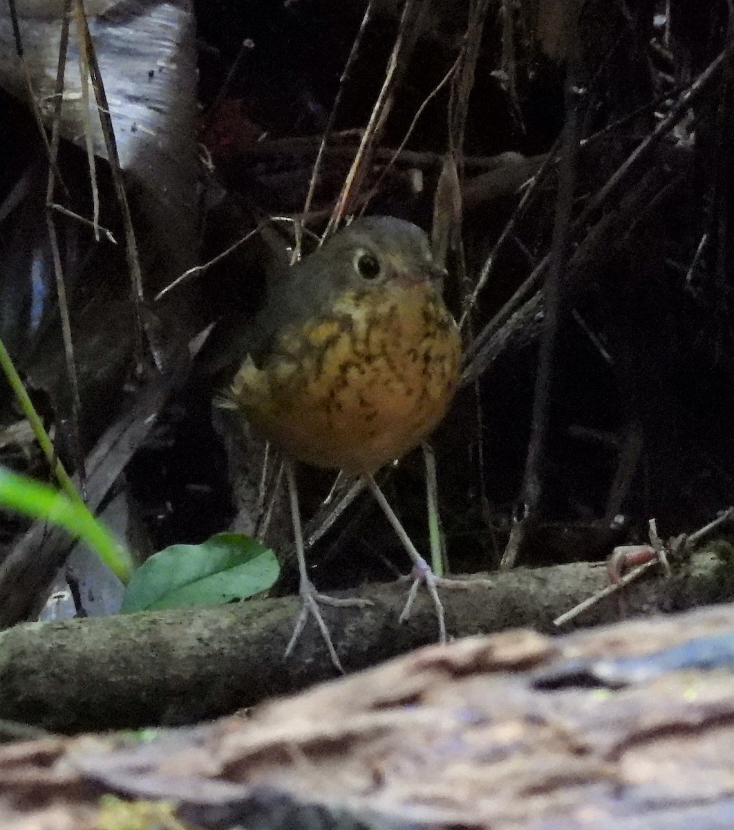 Speckle-breasted Antpitta - ML560497741