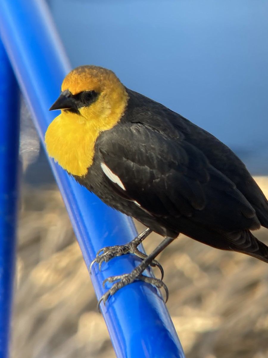 Yellow-headed Blackbird - ML560498651