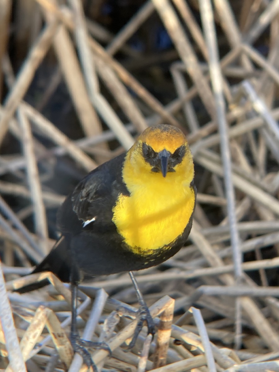 Yellow-headed Blackbird - ML560498661