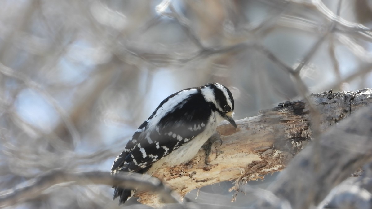 Downy Woodpecker - ML560500101