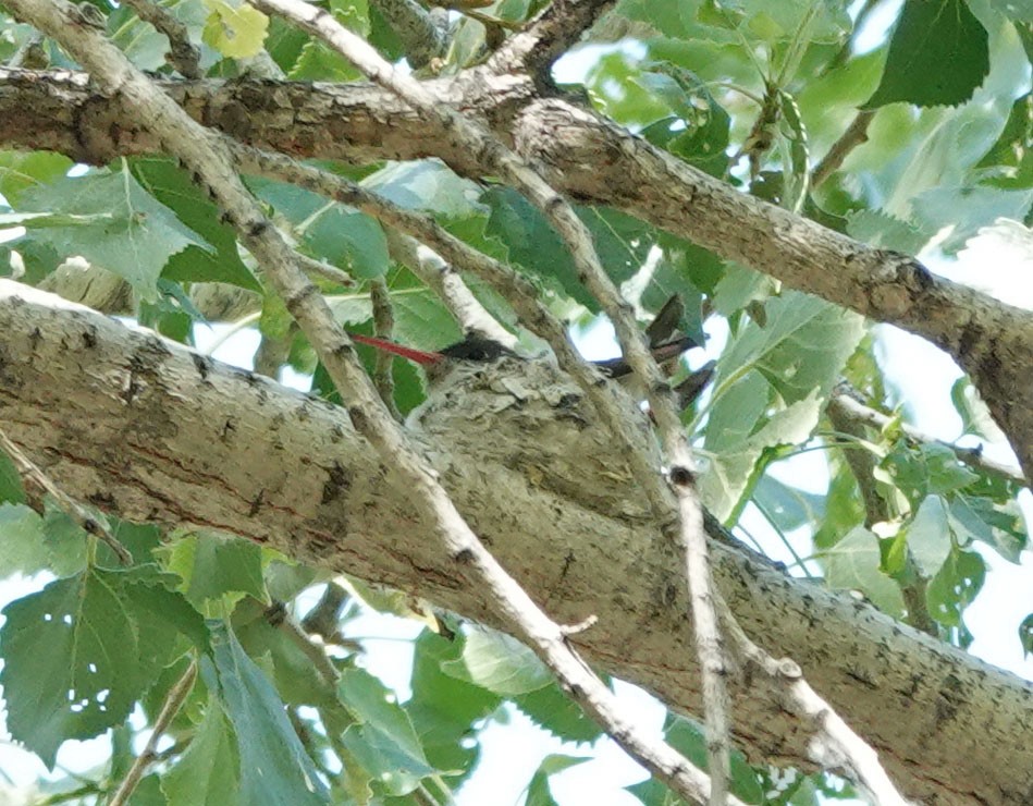 Violet-crowned Hummingbird - ML560501211
