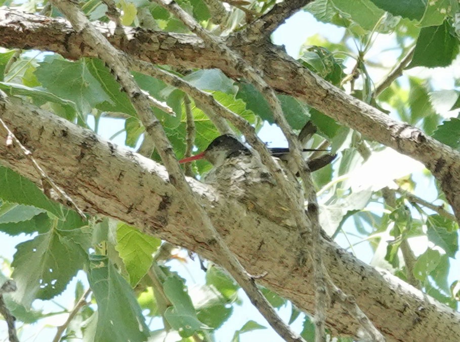 Violet-crowned Hummingbird - ML560501221