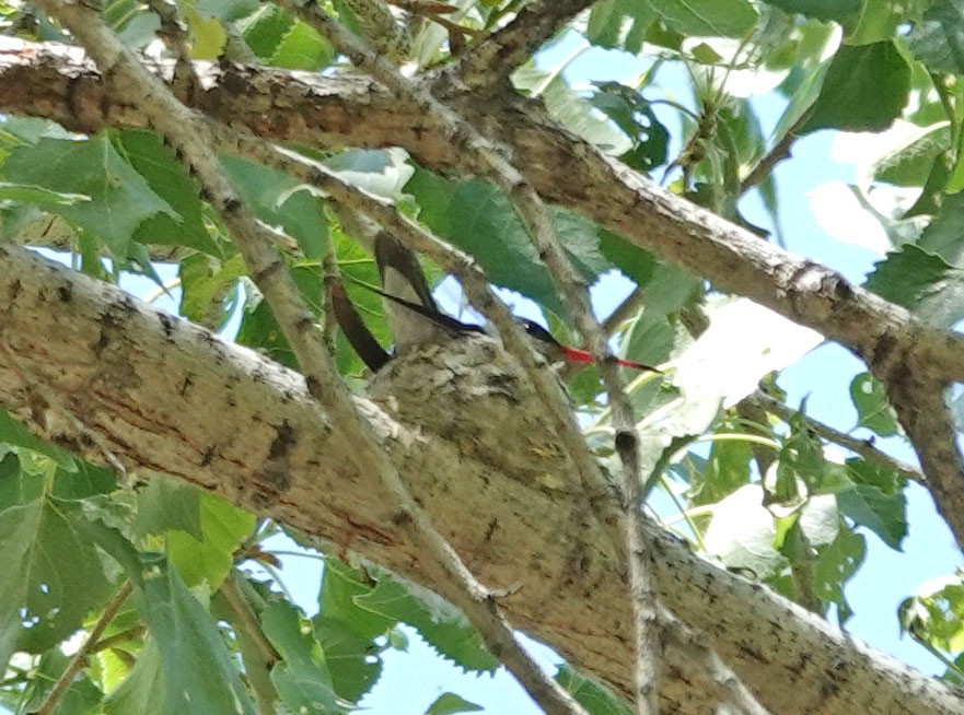 Violet-crowned Hummingbird - ML560501231