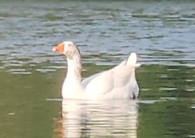 Graylag Goose (Domestic type) - Water Birds