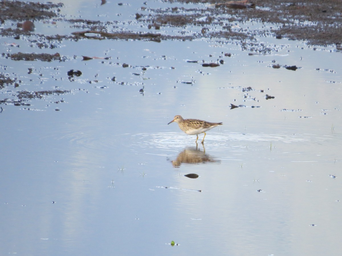 Graubrust-Strandläufer - ML560501981