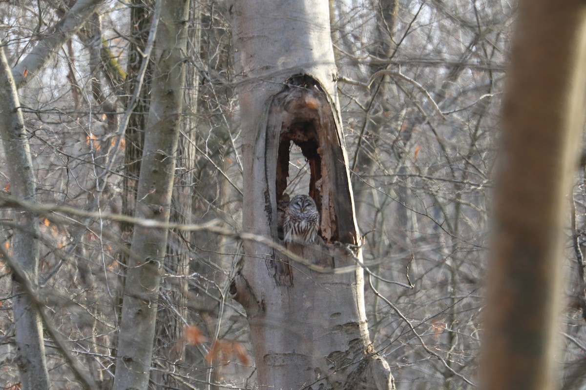 Barred Owl - ML560502071