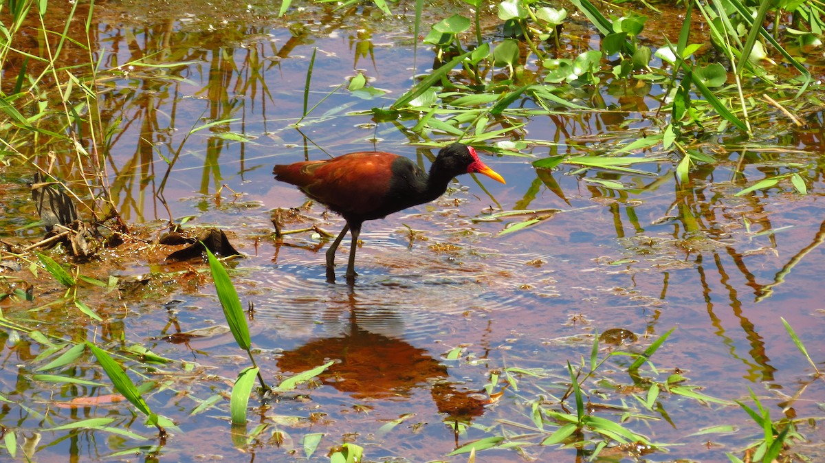 Jacana Suramericana - ML56050411