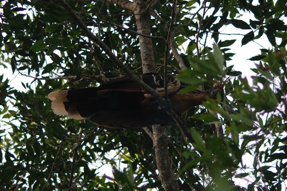 Hoatzin - ML560505111