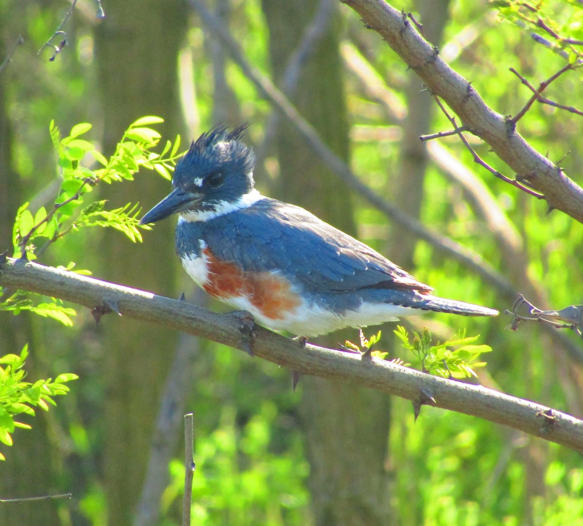 Belted Kingfisher - ML560505931