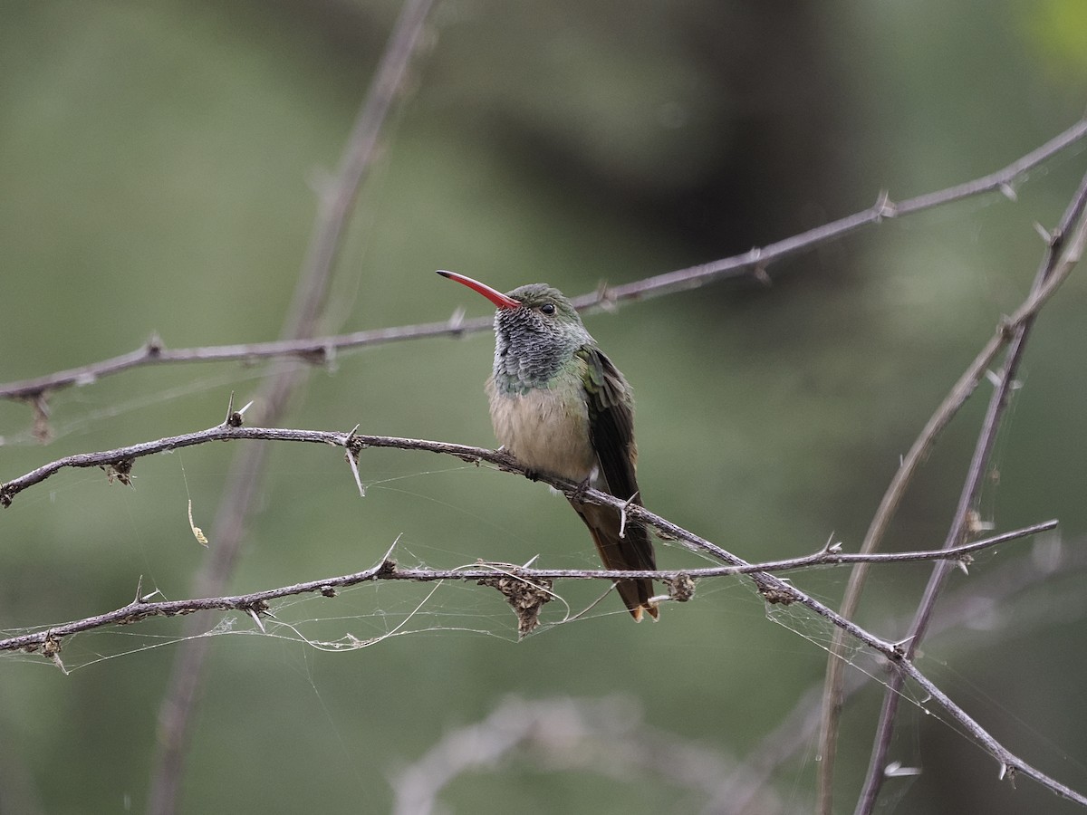 Buff-bellied Hummingbird - ML560505941