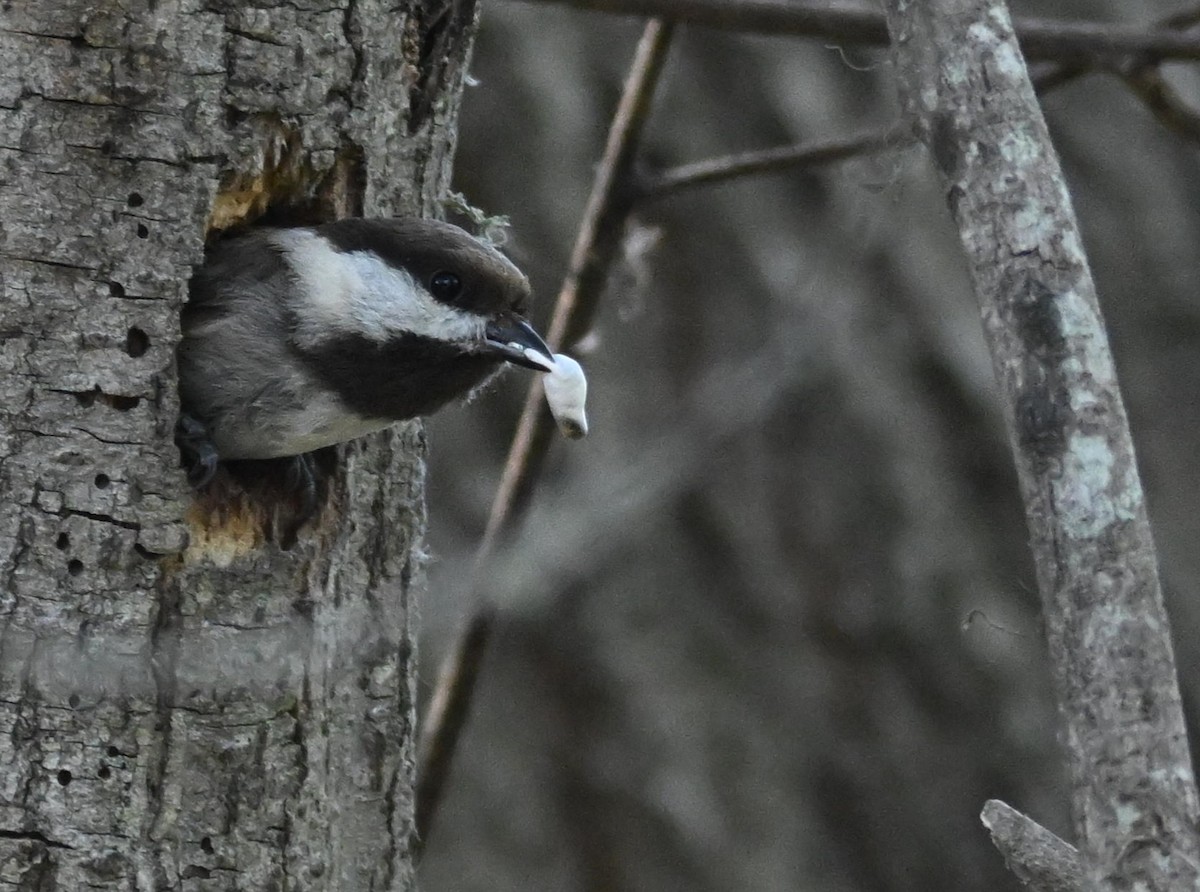 Mésange à dos marron - ML560506801