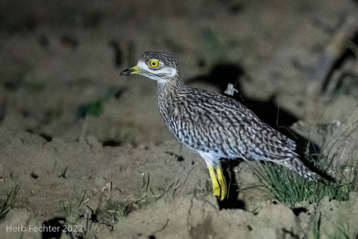 Spotted Thick-knee - ML560507991