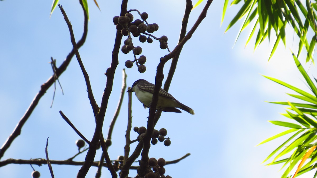 Eastern Kingbird - ML56050841